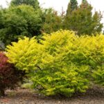 sumac tiger eyes.jpg