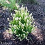 summersweet hummingbird.jpg