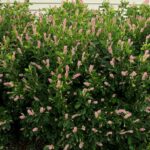 summersweet ruby spice e1499698350537.jpg