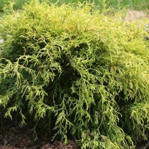 threadmop cypress.jpg