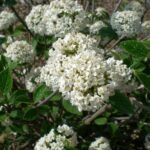 viburnum burkwood 2.jpg