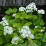 viburnum common snowball.jpg