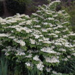 viburnum doublefile 1.jpg