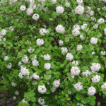 viburnum korean spice.jpg