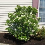 viburnum winterthur 2 e1502464130664.jpg