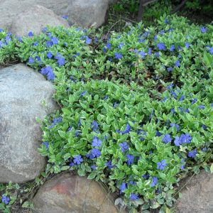 vinca minor 2.jpeg