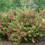 weigela ghost e1499774054721.jpg