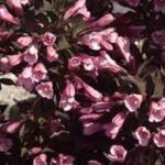 weigela java red.jpg