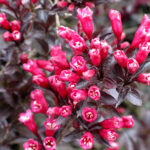 weigela merlot pink.jpg