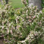 weigela pearl sonic boom e1499773587632.jpg