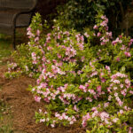 weigela rainbow sensation.jpg