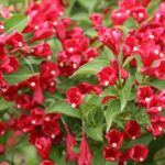 weigela red sonic bloom.jpg