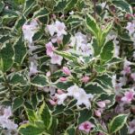 weigela variegated 2.jpg