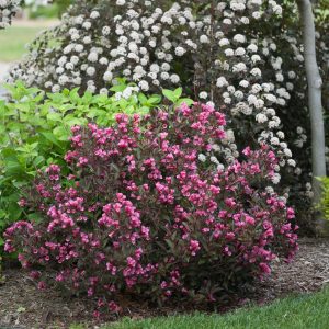 weigela wine and roses 3 1 e1499775907219.jpg