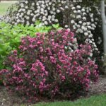 weigela wine and roses 3 e1499773263692.jpg