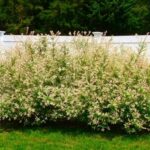 willow dappled e1499717909711.jpg