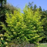 willow golden sunshine e1499717752761.jpg