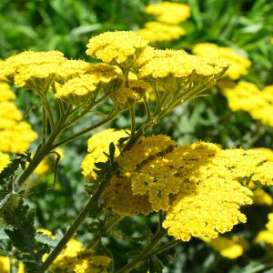 yarrow 1.jpg