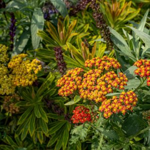 yarrow 5154772 1280.jpg
