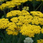 yarrow moonshine yellow 3.jpg