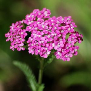 yarrow pink 1.jpg