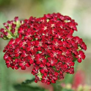 yarrow red velvet 2 e1590670303370.jpg