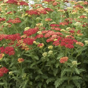 yarrow strawberry seduction e1499688358915.jpg