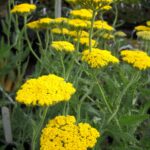 yellowyarrow.jpg