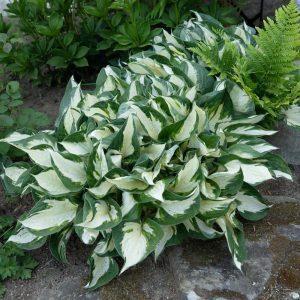 Hosta, Fire And Ice