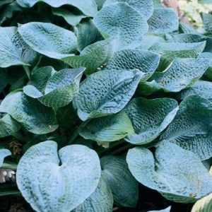 Hosta, Big Daddy